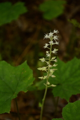 Tiarella