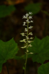 Tiarella