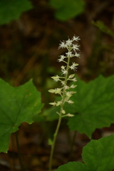 Tiarella