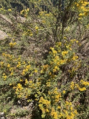 Heterotheca grandiflora