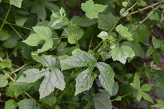 Hibiscus surattensis