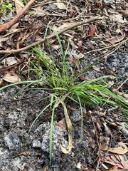 Microlaena stipoides