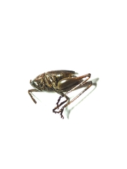 Orthoptera