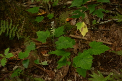 Tiarella