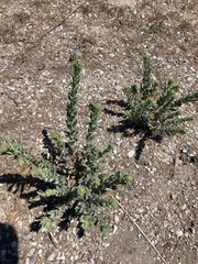 Heterotheca grandiflora