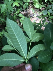 Rauvolfia tetraphylla