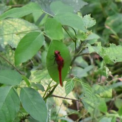 Rhodothemis rufa