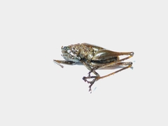 Orthoptera