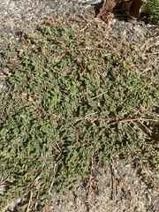 Euphorbia maculata