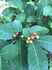 Rauvolfia tetraphylla