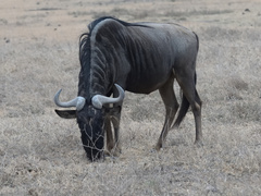 Connochaetes taurinus mearnsi