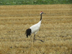 Grus japonensis