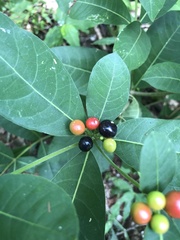 Rauvolfia tetraphylla