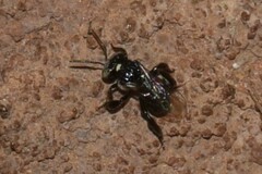 Tetragonula