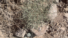 Eriogonum nidularium