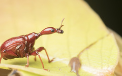 Attelabidae