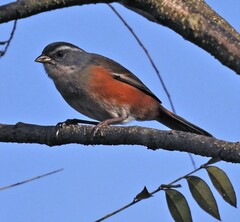 Microspingus cabanisi