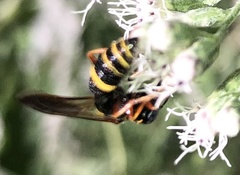 Philanthus gibbosus