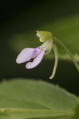 Balsaminaceae