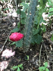 Acanthocereus oaxacensis