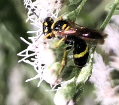 Philanthus gibbosus