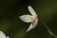 Begonia crenata