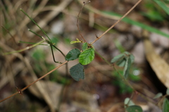 Desmodium rhytidophyllum