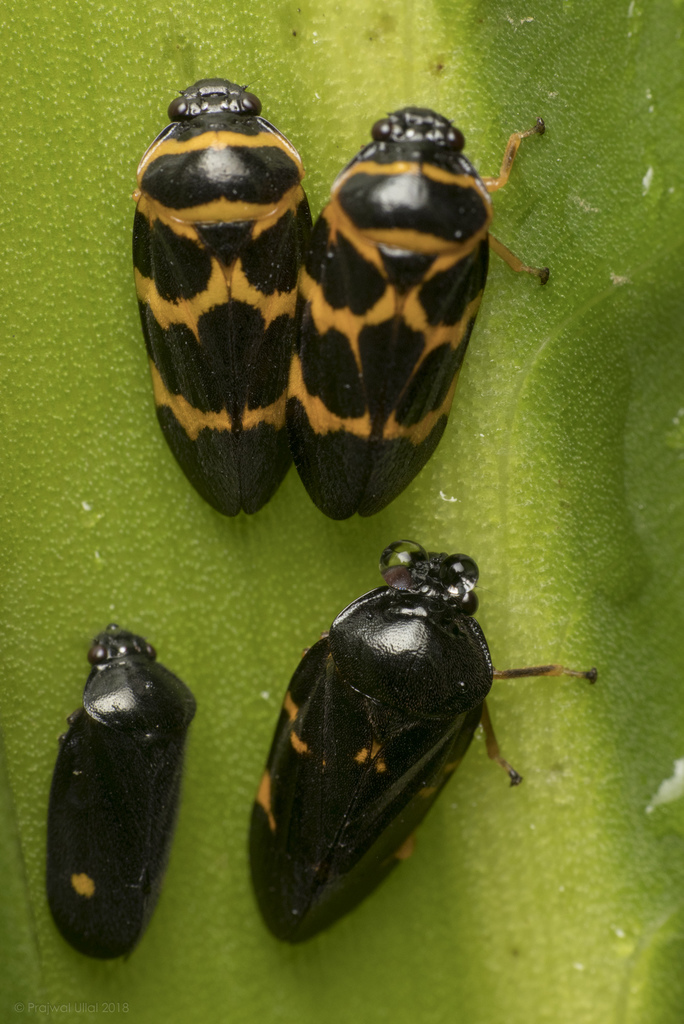 Leptataspis matherana