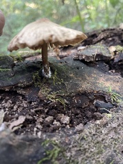 Pluteus longistriatus