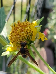 Euodynerus hidalgo