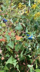 Persicaria perfoliata
