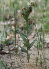 Pterostylis sanguinea