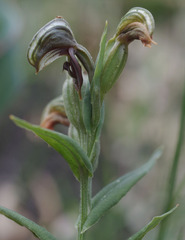 Pterostylis sanguinea