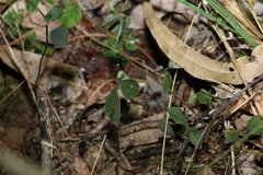 Desmodium rhytidophyllum