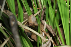 Stanisicarion freycineti