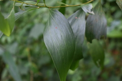 Acacia auriculiformis
