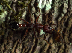 Myrmecia forficata