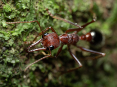 Myrmecia forficata