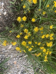 Xanthisma spinulosum