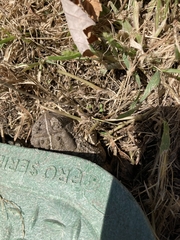 Anaxyrus woodhousii