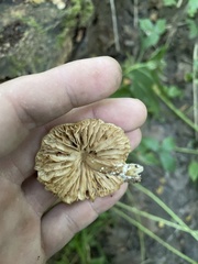 Pluteus longistriatus