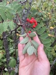 Sorbus decora