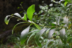 Acacia auriculiformis
