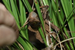 Stanisicarion freycineti