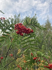 Sorbus decora