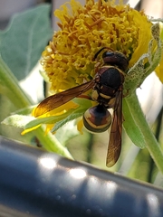 Euodynerus hidalgo