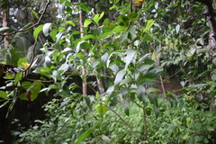 Acacia auriculiformis