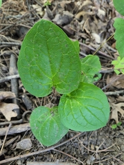 Smilax ecirrhata