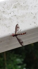 Ocyptamus fuscipennis