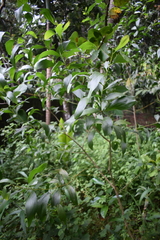 Acacia auriculiformis
